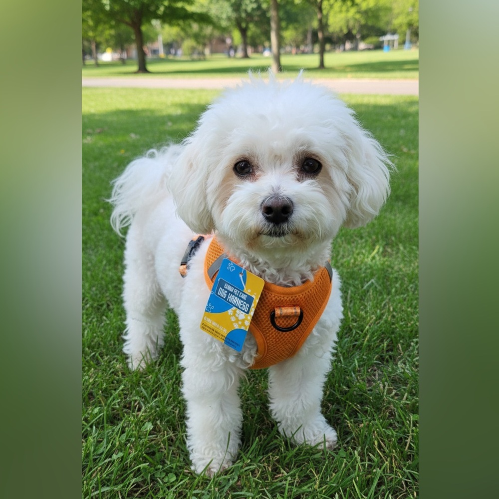 Gliard Pet Care Dog Harness Orange Mesh Reflective Vest No Pull Small S NWT